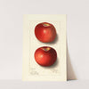 Malus domestica: Beach (1911) by Ellen Isham Schutt