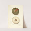 Malus domestica: Ben Cap (1911) by Amanda Almira Newton