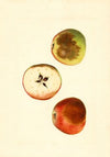 Malus domestica: Ben Davis