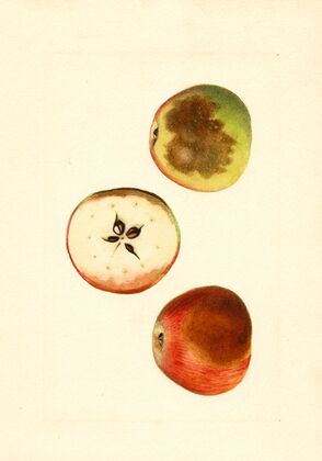 Malus domestica: Ben Davis