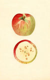 Malus domestica: Ben Davis