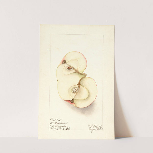 Malus domestica: Bietigheimer (1905) by Ellen Isham Schutt