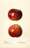 Malus domestica: Collins