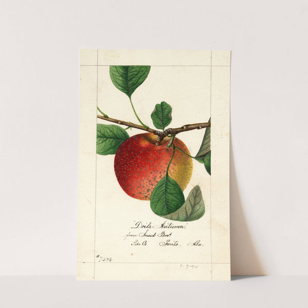 Malus domestica: Doils Autumn by William Henry Prestele