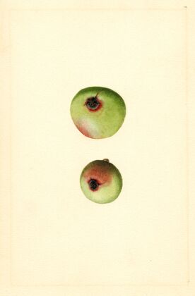Malus domestica: Gano