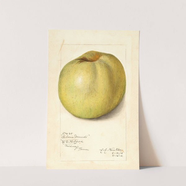 Malus domestica: Gloria Mundi by Amanda Almira Newton