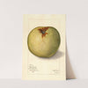 Malus domestica: Gloria Mundi by Mary Daisy Arnold
