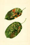 Malus domestica: Gravenstein