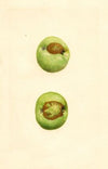 Malus domestica: Grimes