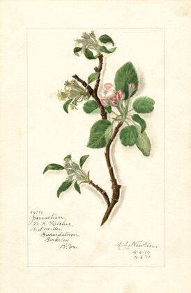 Malus domestica: Jonathan