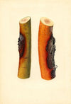 Malus domestica: Jonathan