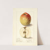 Malus domestica: Lady Bryan by Ellen Isham Schutt