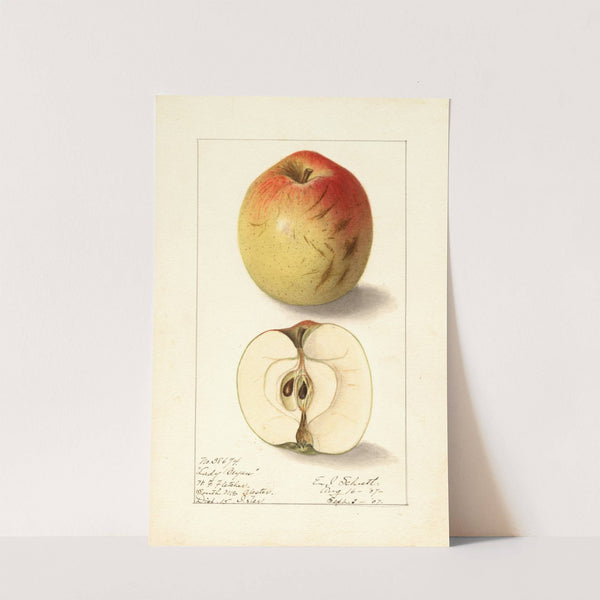 Malus domestica: Lady Bryan by Ellen Isham Schutt