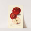Malus domestica: Lady Pippin; Beach (1905) by Elsie E. Lower