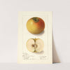 Malus domestica: Landsberg by Ellen Isham Schutt