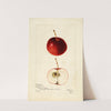 Malus domestica: Leighton by Bertha Heiges