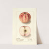 Malus domestica: Liveland Raspberry by Ellen Isham Schutt
