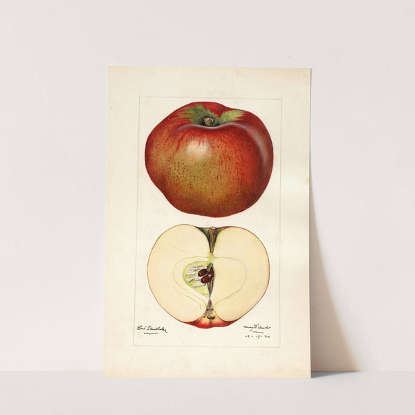 Malus domestica: Lord Stradbroke (1920) by Mary Daisy Arnold