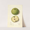 Malus domestica: Mann by Mary Daisy Arnold