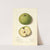 Malus domestica: Mann by Mary Daisy Arnold