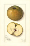 Malus domestica: Mann