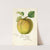 Malus domestica: Maye by William Henry Prestele