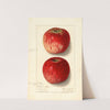 Malus domestica: Missouri Pippin by Ellen Isham Schutt