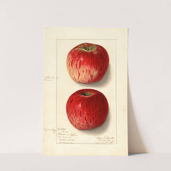 Malus domestica: Missouri Pippin by Ellen Isham Schutt