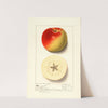 Malus domestica: Monmouth (1914) by Ellen Isham Schutt