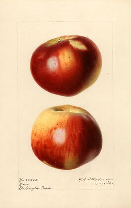 Malus domestica: Nero