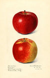 Malus domestica: Oranco