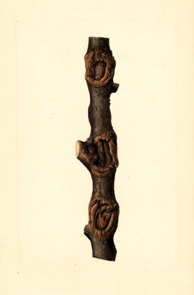 Malus domestica: Pioneer of New Zealand — size preview