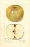 Malus domestica: Pumpkin Sweet