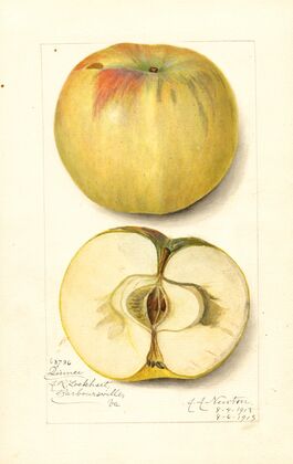 Malus domestica: Quince — size preview