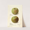 Malus domestica: Rhode Island Greening (1905) by Ellen Isham Schutt