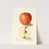 Malus domestica: Rome Beauty (1908) by Ellen Isham Schutt