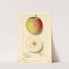 Malus domestica: Rome Beauty (1912) by Ellen Isham Schutt