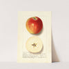 Malus domestica: Rome (1913) by Ellen Isham Schutt