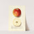 Malus domestica: Rome (1913) by Ellen Isham Schutt