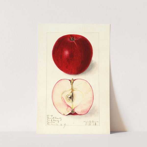 Malus domestica: Scarlet Beauty (1909) by Elsie E. Lower