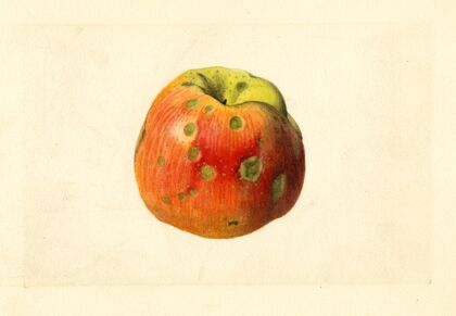Malus domestica: Smith Cider