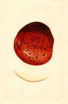 Malus domestica: Spitzenberg