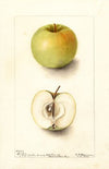 Malus domestica: Spohr