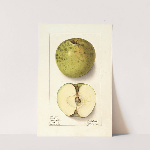 Malus domestica: Spotless (1911) by Ellen Isham Schutt