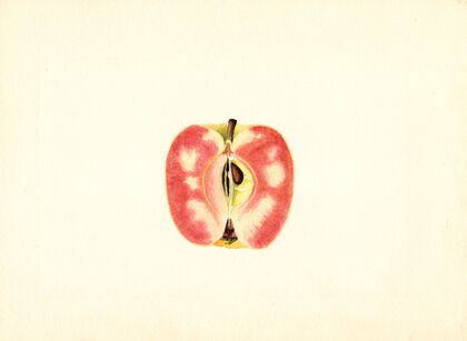 Malus domestica: Surprise