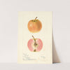 Malus domestica: Surprise by Bertha Heiges