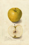 Malus domestica: Tallow Pippin