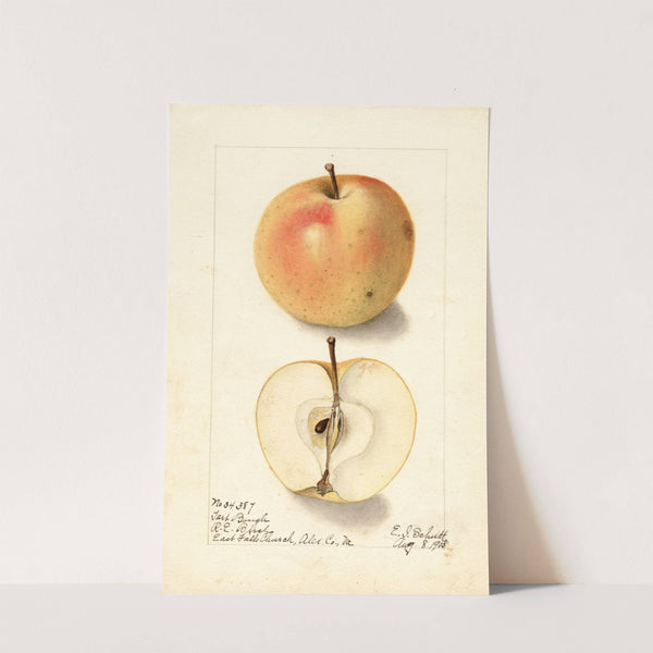 Malus domestica: Tart Bough by Ellen Isham Schutt
