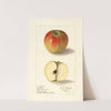 Malus domestica: Texala by Ellen Isham Schutt