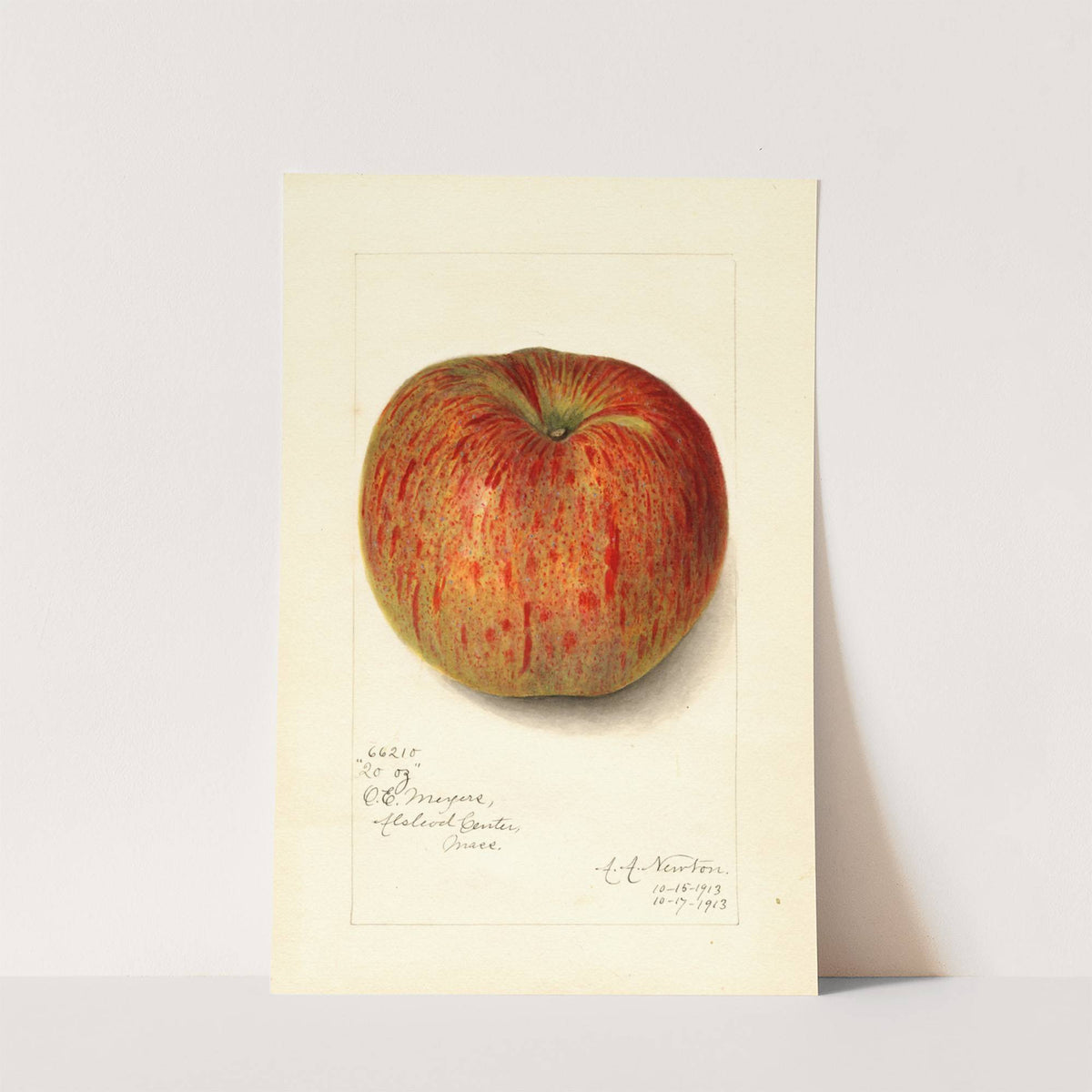 Malus domestica: Twenty Ounce by Amanda Almira Newton